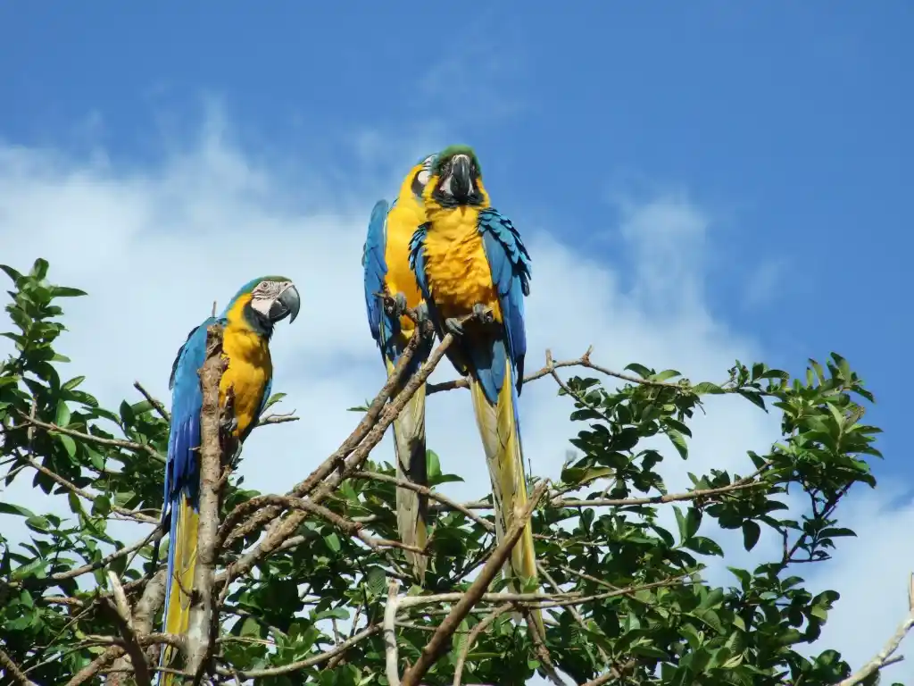 Loros en Caracas